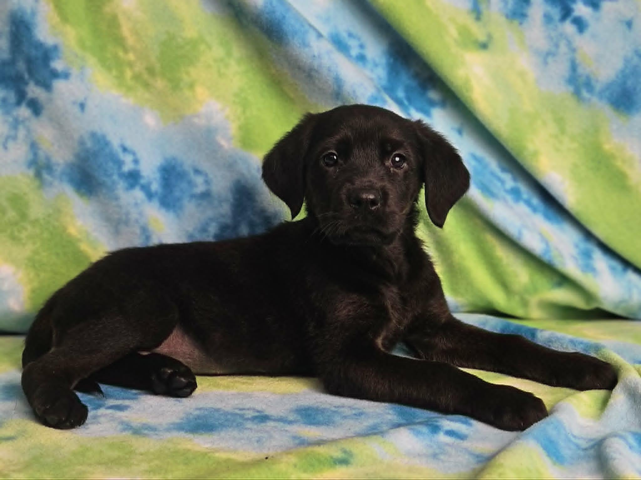 Grits, Adoptable, Puppy Female Rottweiler & Golden Retriever.