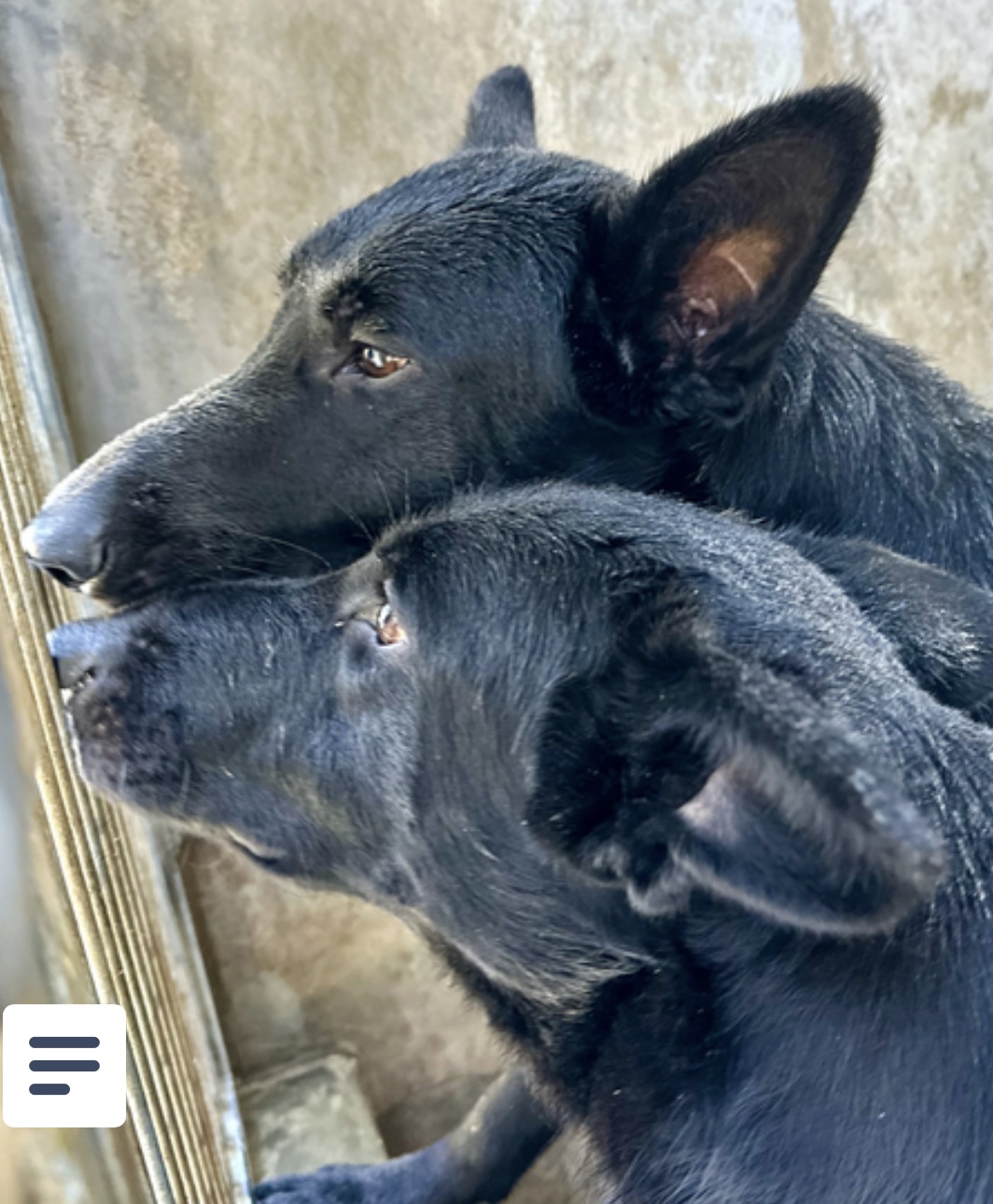 Dog for adoption Kylie & Kendall, a German Shepherd Dog in Kirkland