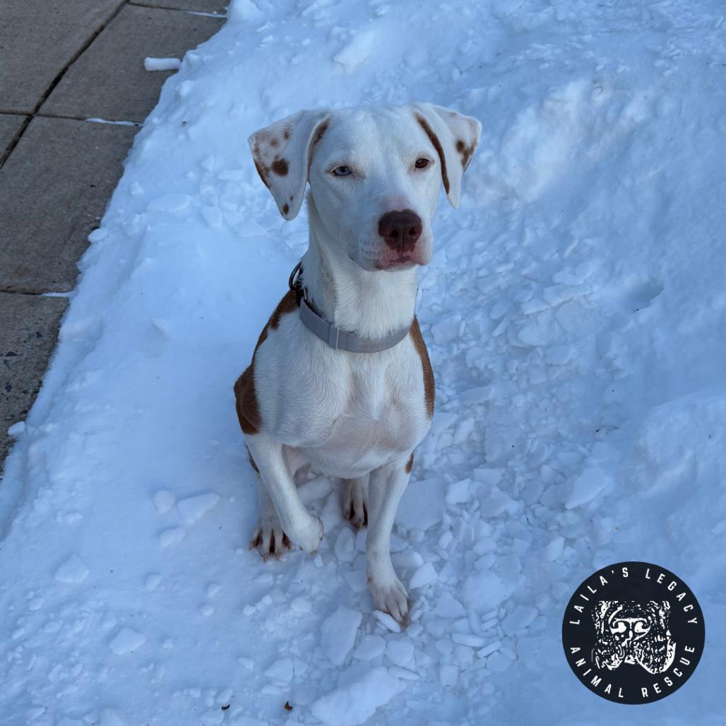 Enlarge Lil Sleepy, a Adoptable mixed breed in Washington, DC image 1/6