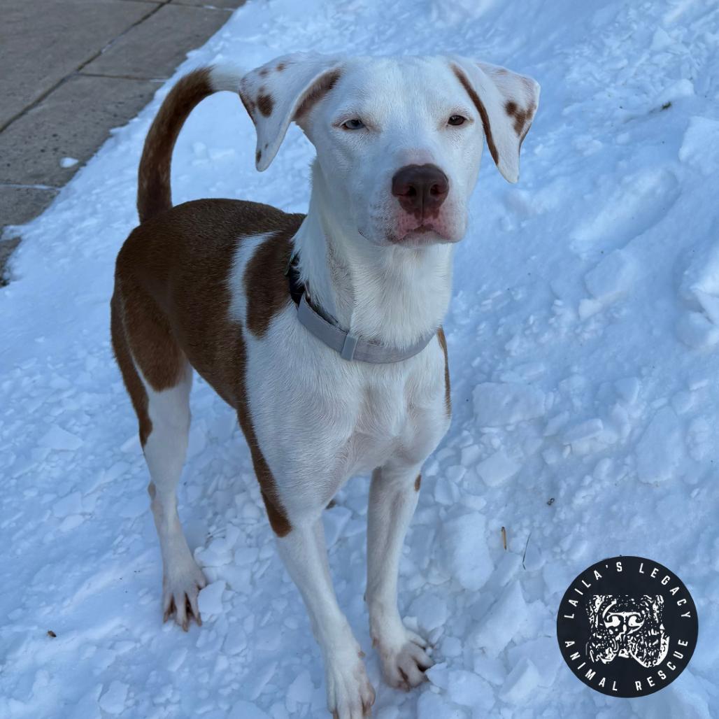 Enlarge Lil Sleepy, a Adoptable mixed breed in Washington, DC image 2/6