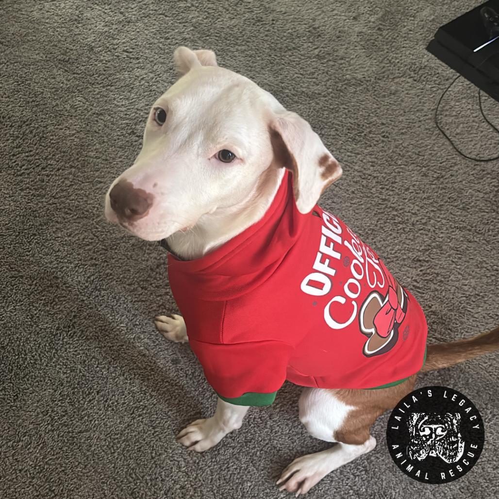 Enlarge Lil Sleepy, a Adoptable mixed breed in Washington, DC image 1/4