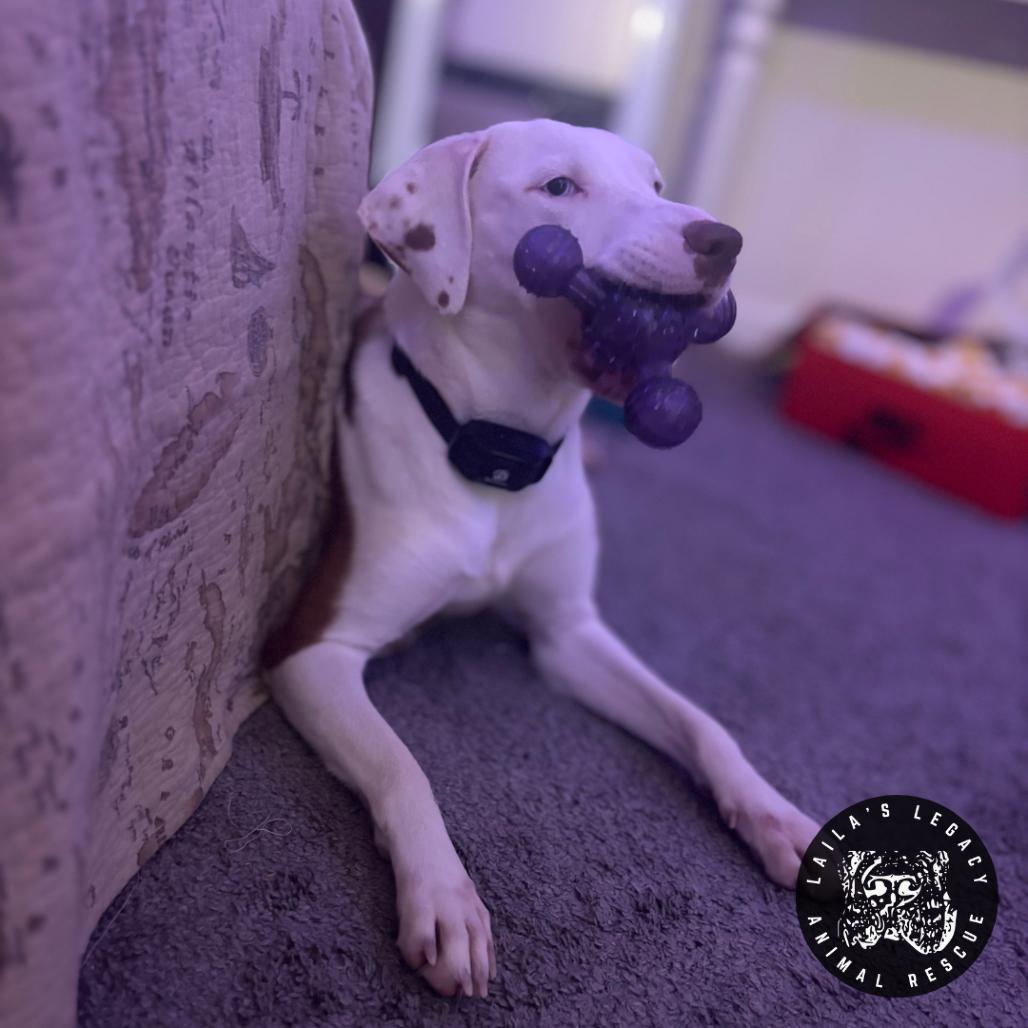 Enlarge Lil Sleepy, a Adoptable mixed breed in Washington, DC image 2/4