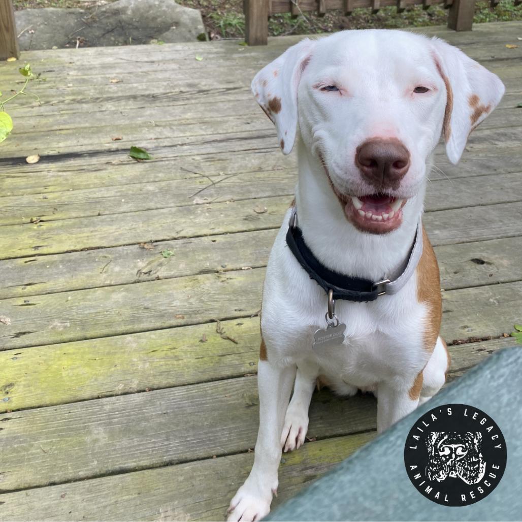 Lil Sleepy, a Adoptable mixed breed in Washington, DC image 4/6