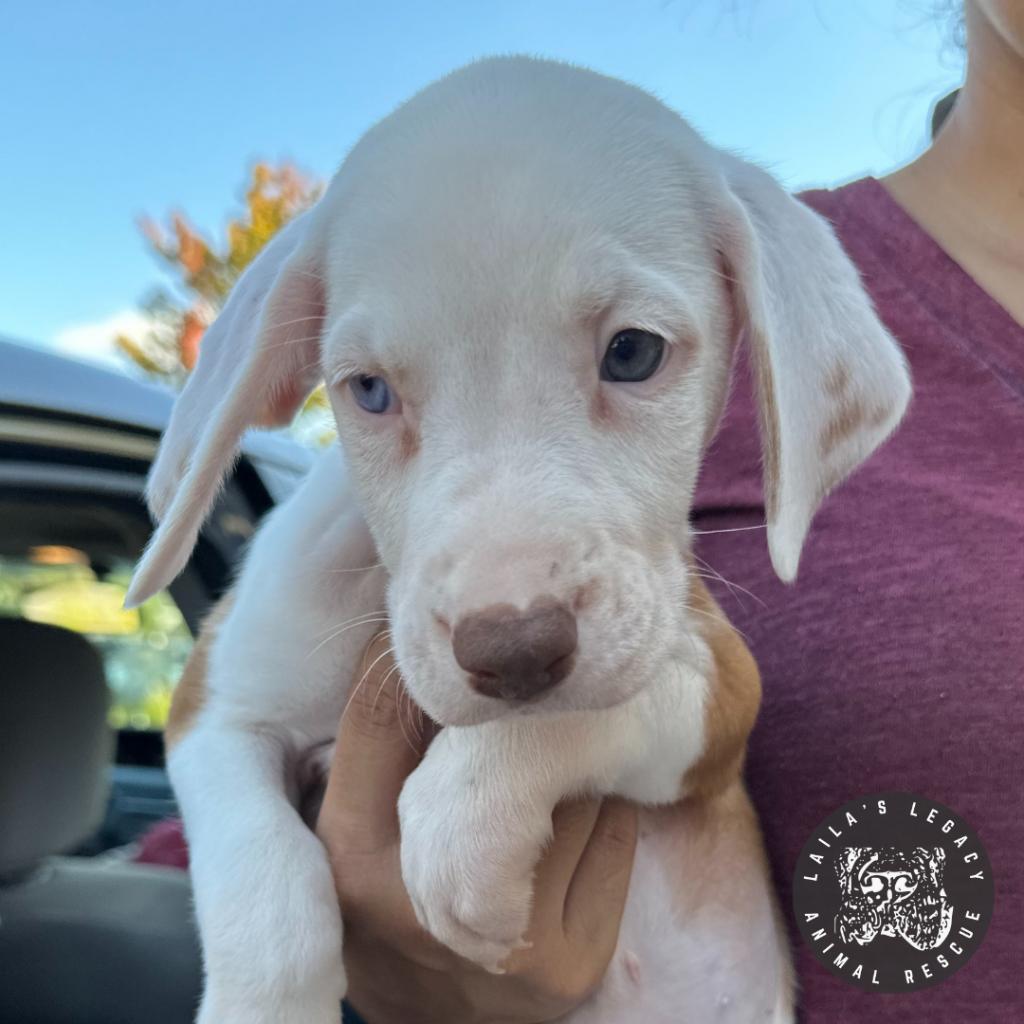 Enlarge Lil Sleepy, a Adoptable mixed breed in Washington, DC image 4/4