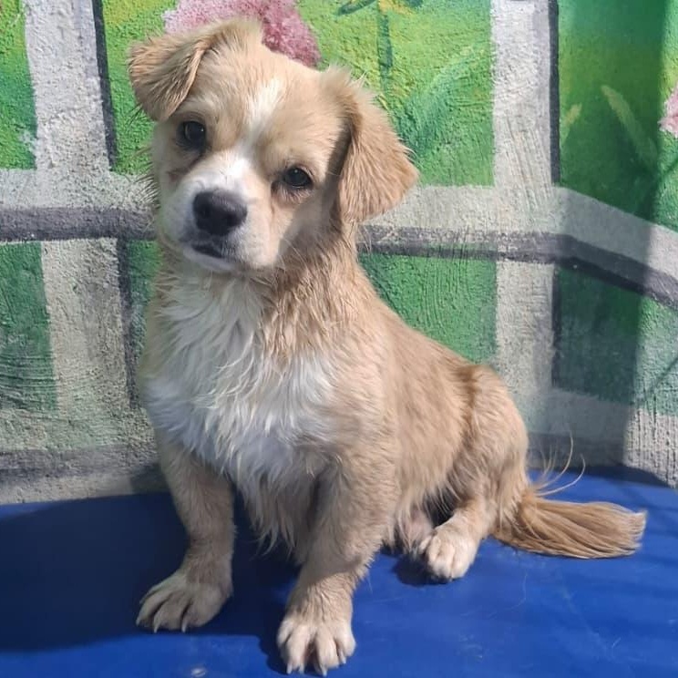 Enlarge Mr. Cutie Pie Toby, a ADOPTABLE mixed breed in Ridgefield, WA image 4/5