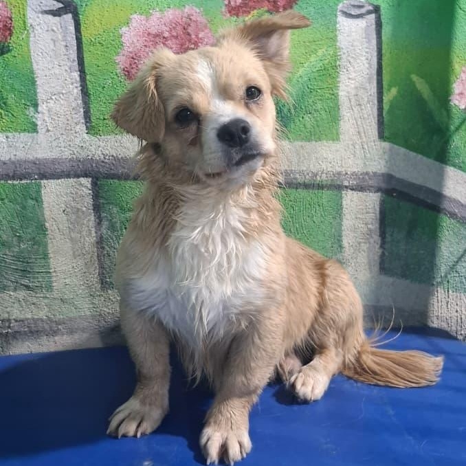 Mr. Cutie Pie Toby, ADOPTABLE, Puppy Male Tibetan Spaniel & Cairn Terrier.
