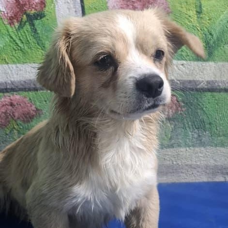 Enlarge Mr. Cutie Pie Toby, a ADOPTABLE mixed breed in Ridgefield, WA image 3/5