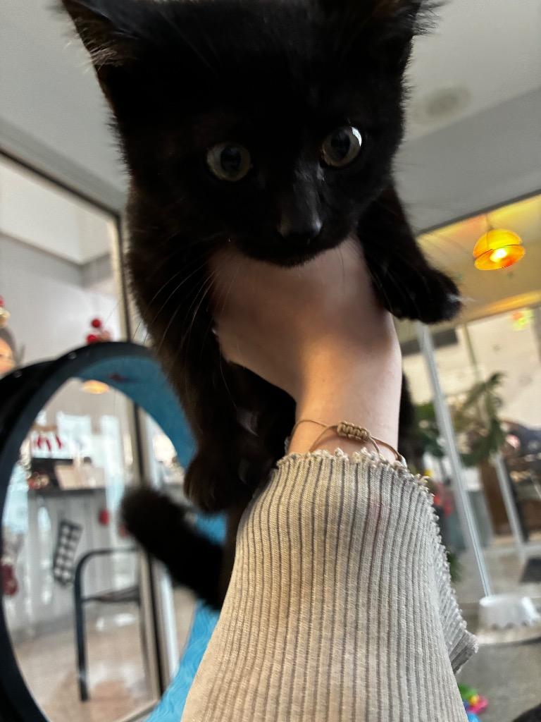 Enlarge Blizzard, a Adoptable mixed breed in Angola, IN image 1/1