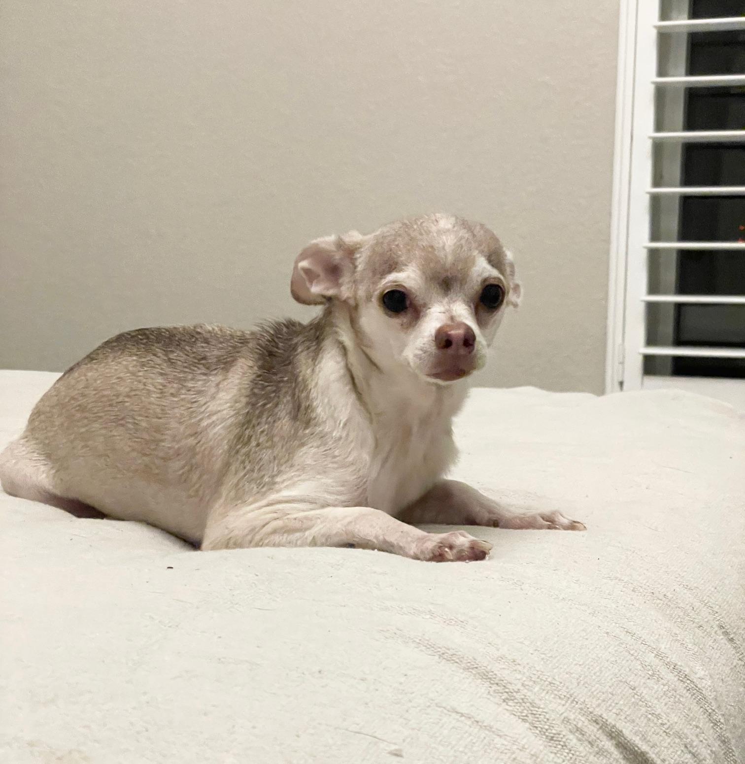 Enlarge cuddly Teddy, a ADOPTABLE Chihuahua in West Hartford , CT image 2/4