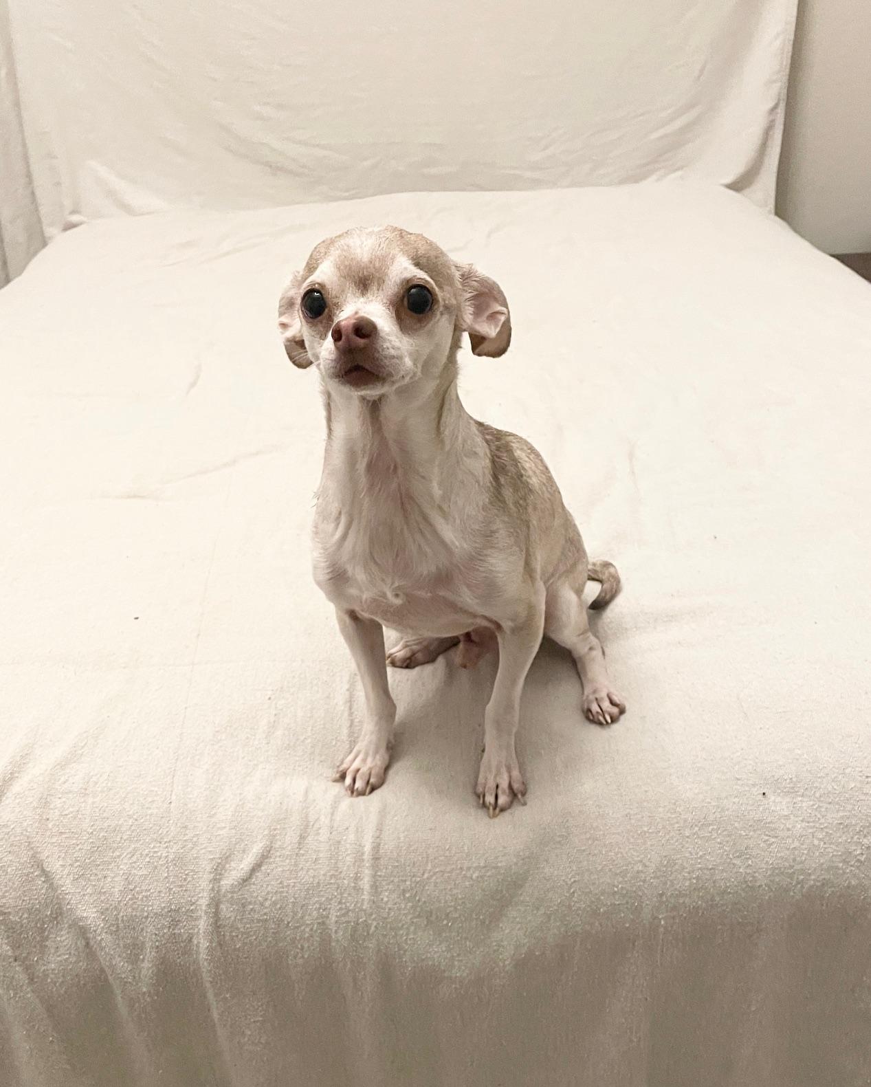 Enlarge cuddly Teddy, a ADOPTABLE Chihuahua in West Hartford , CT image 4/4