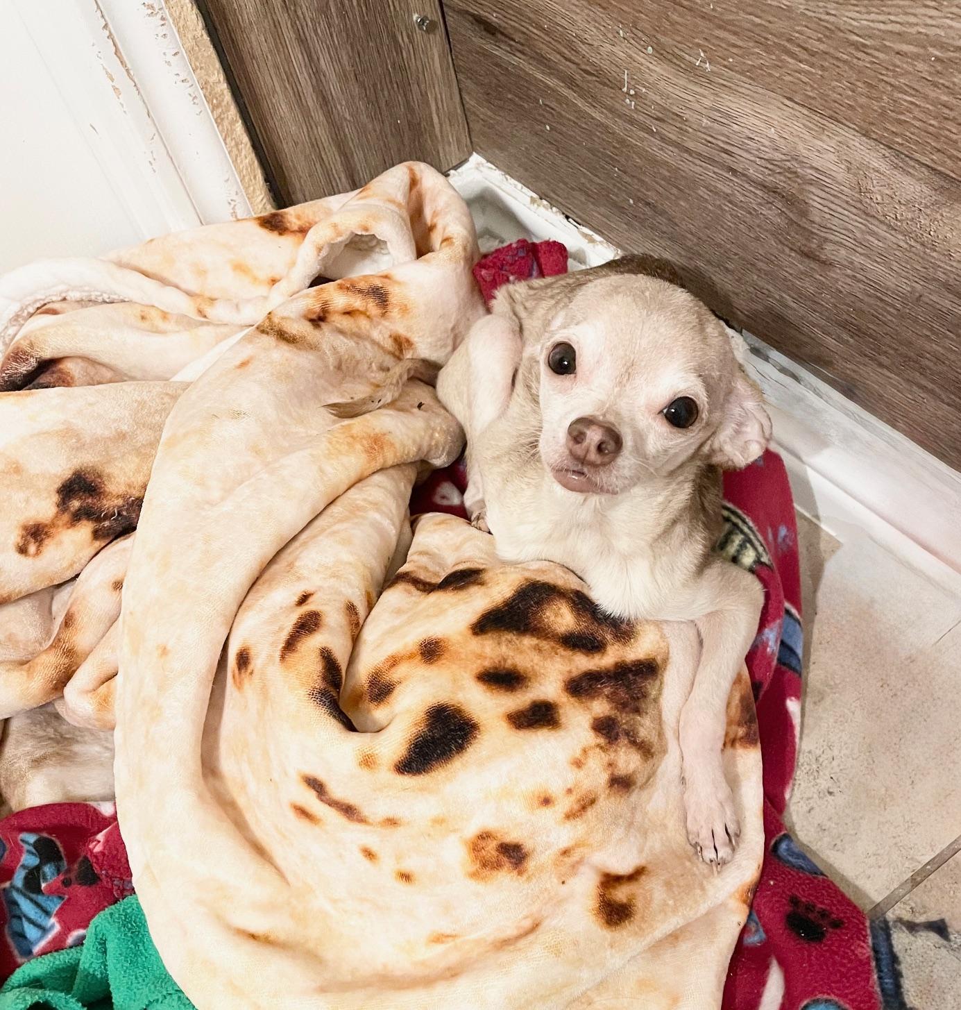 cuddly Teddy, ADOPTABLE, Senior Male Chihuahua.