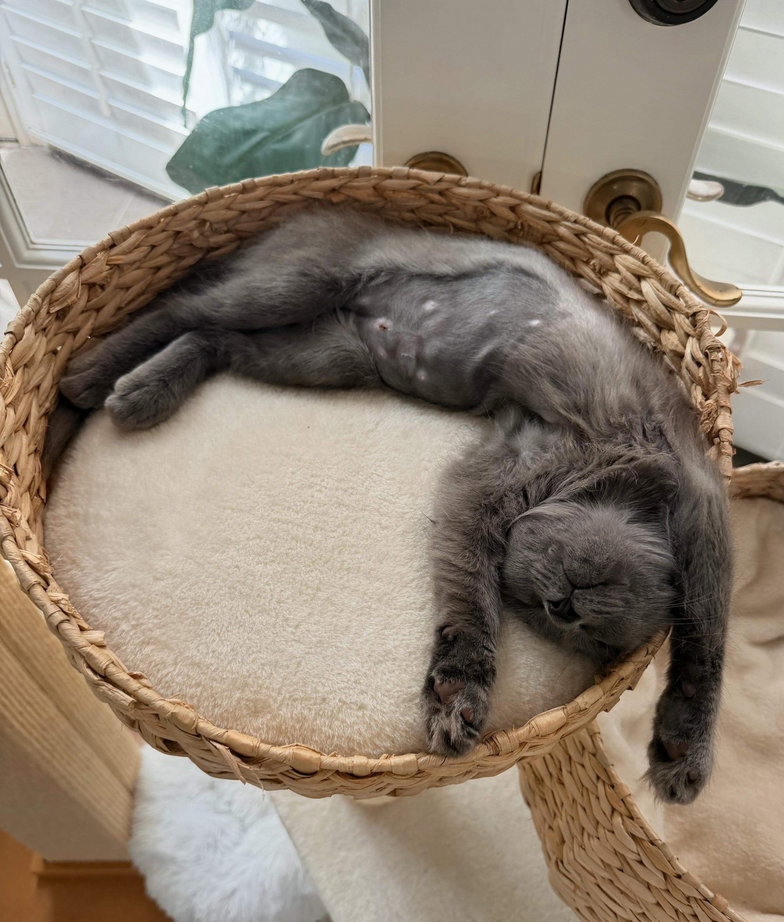 Fiona, ADOPTABLE, Kitten Female Domestic Medium Hair & Russian Blue.