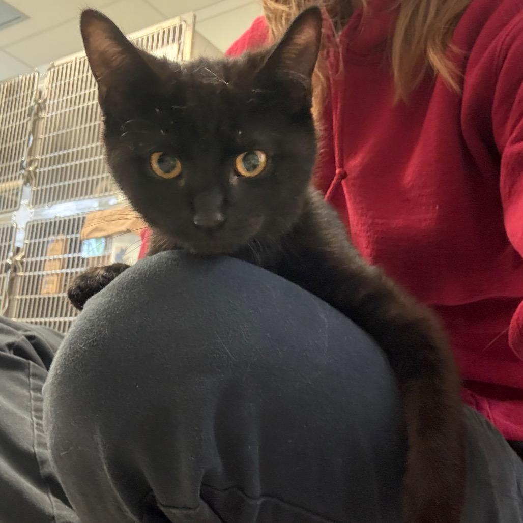 Ernie, Adoptable, Kitten Male Domestic Short Hair.