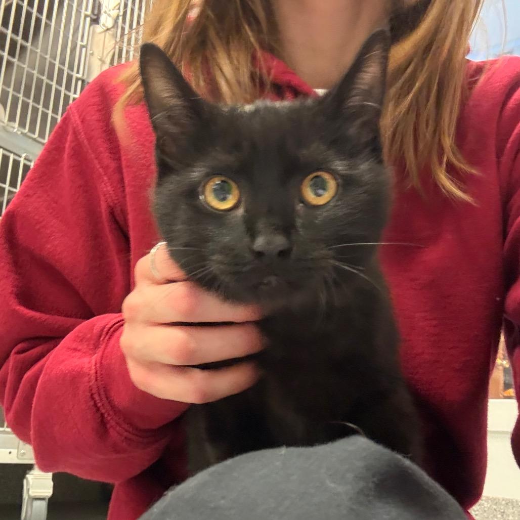 Enlarge Ernie, a Adoptable Domestic Short Hair in Hendersonville, NC image 2/3