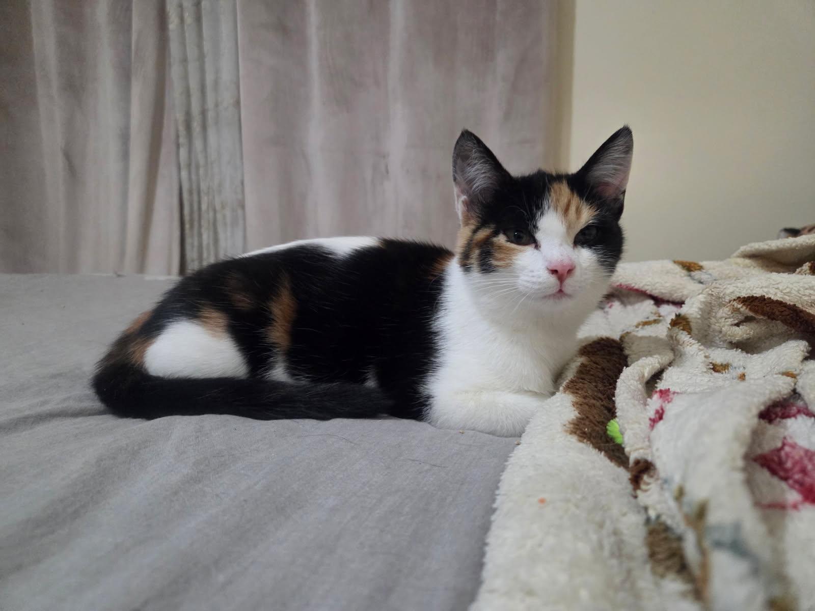 Enlarge Daisy, a Adoptable Domestic Short Hair in Brooklyn, NY image 4/4