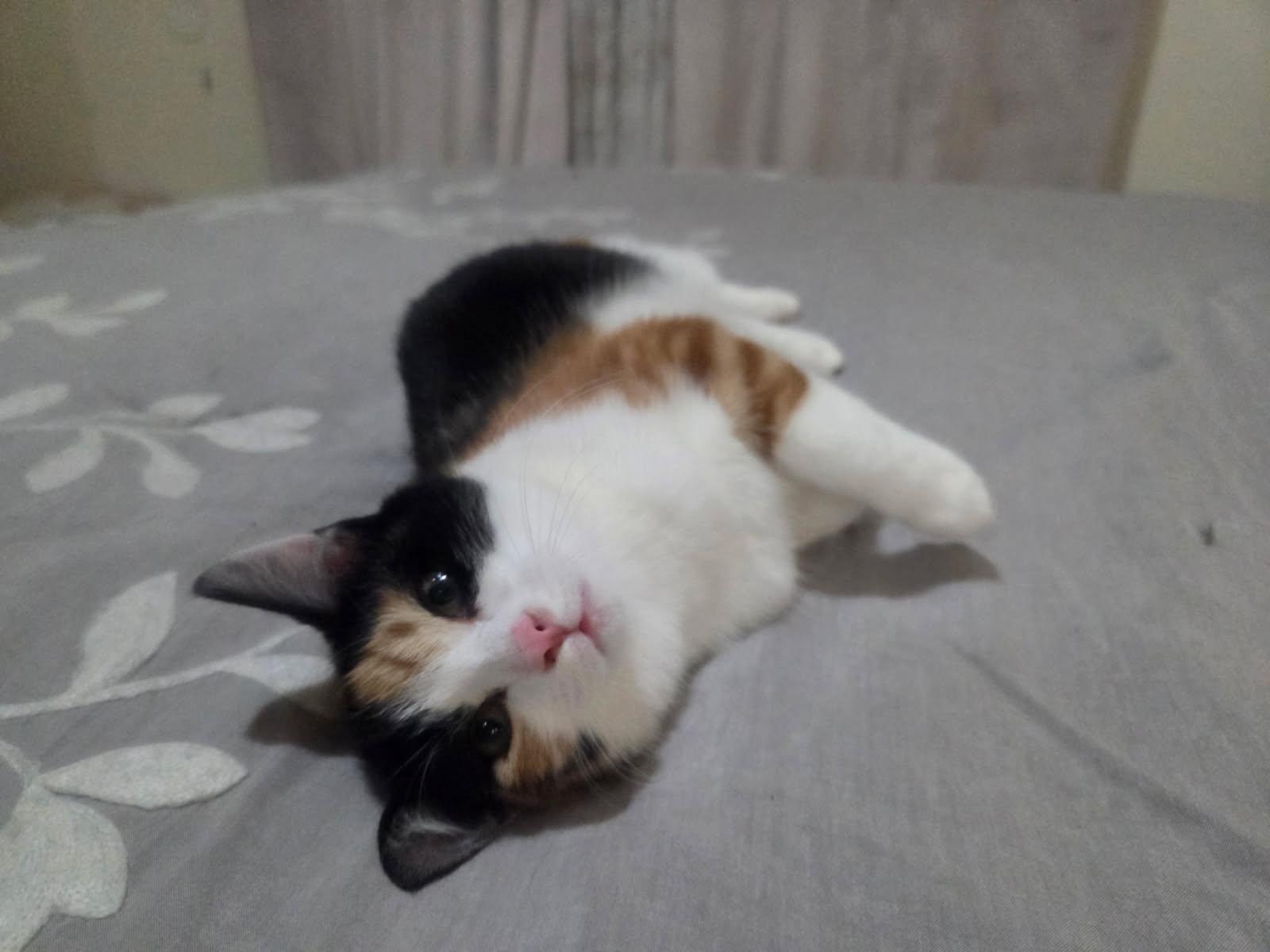 Daisy, Adoptable, Kitten Female Domestic Short Hair.