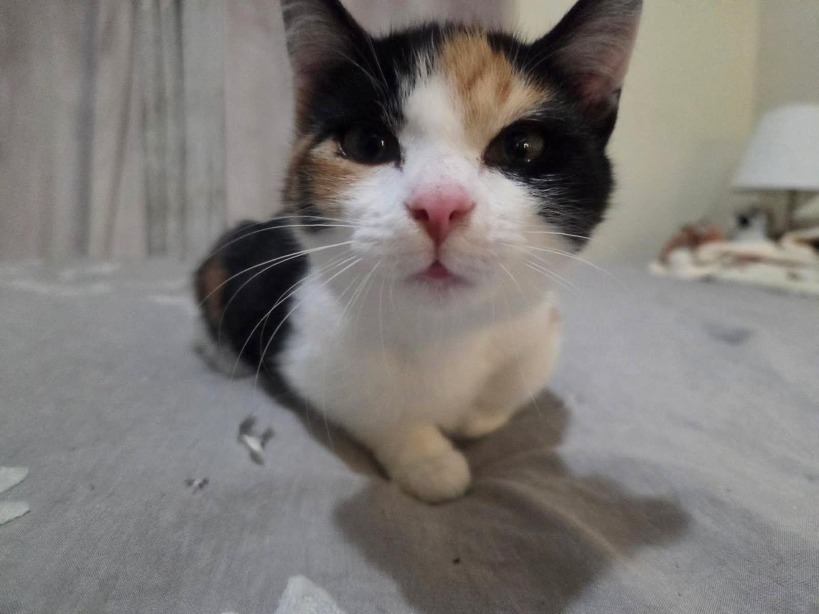 Enlarge Daisy, a Adoptable Domestic Short Hair in Brooklyn, NY image 2/4