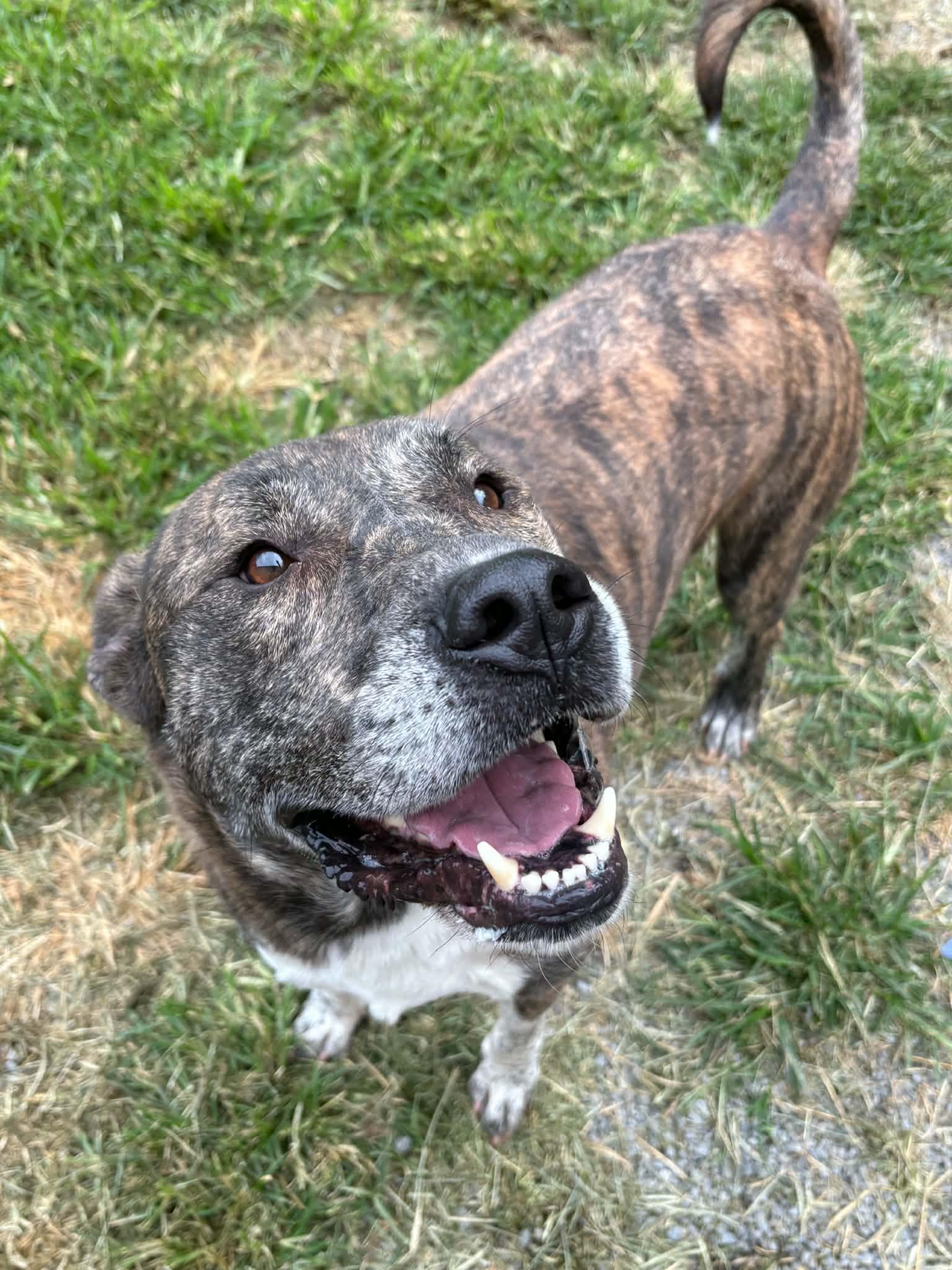 Batman, Adoptable, Adult Male Pit Bull Terrier.