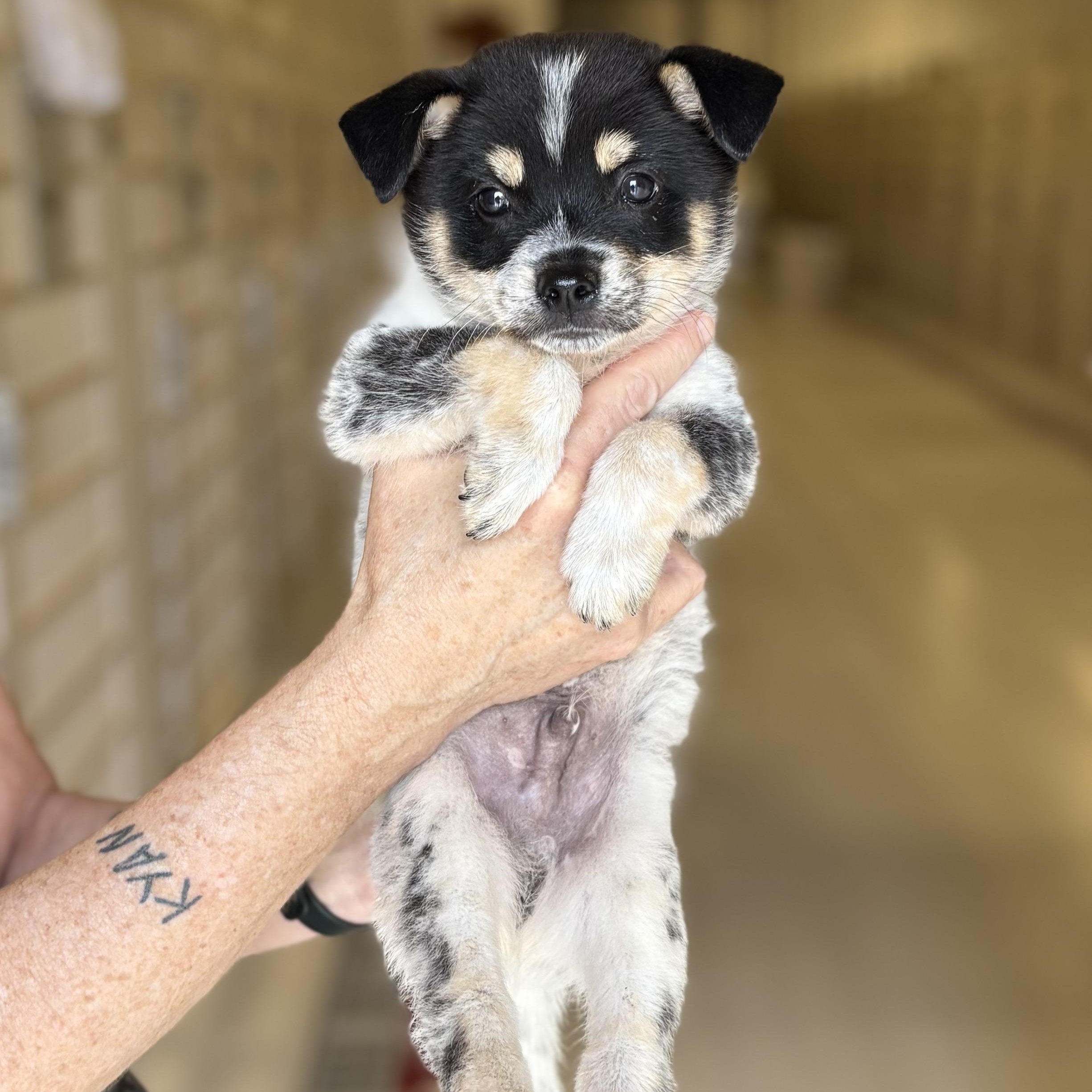 George- arriving 7/15!