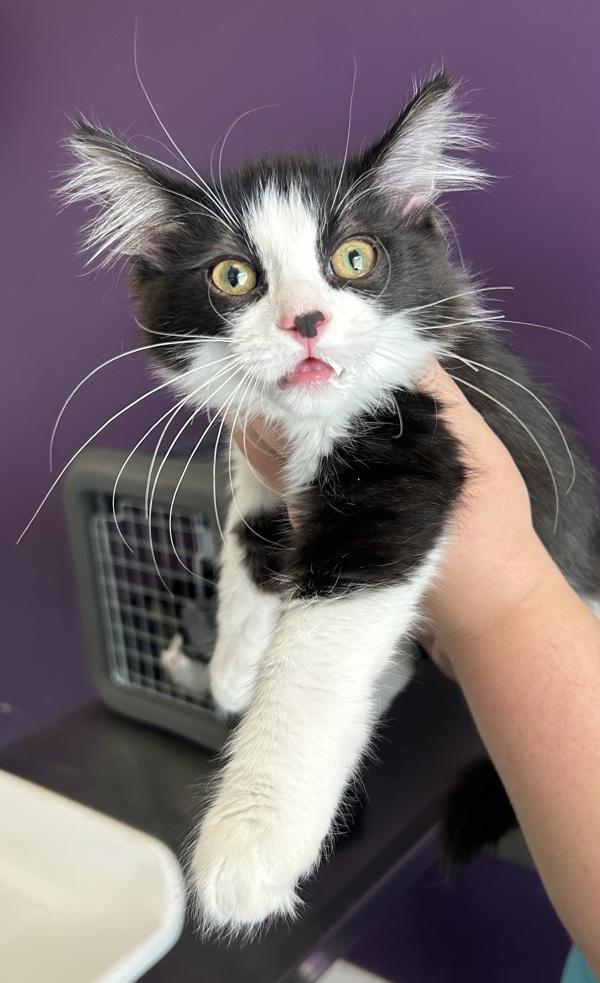 *Poppet*, Adoptable, Kitten Male Domestic Short Hair.
