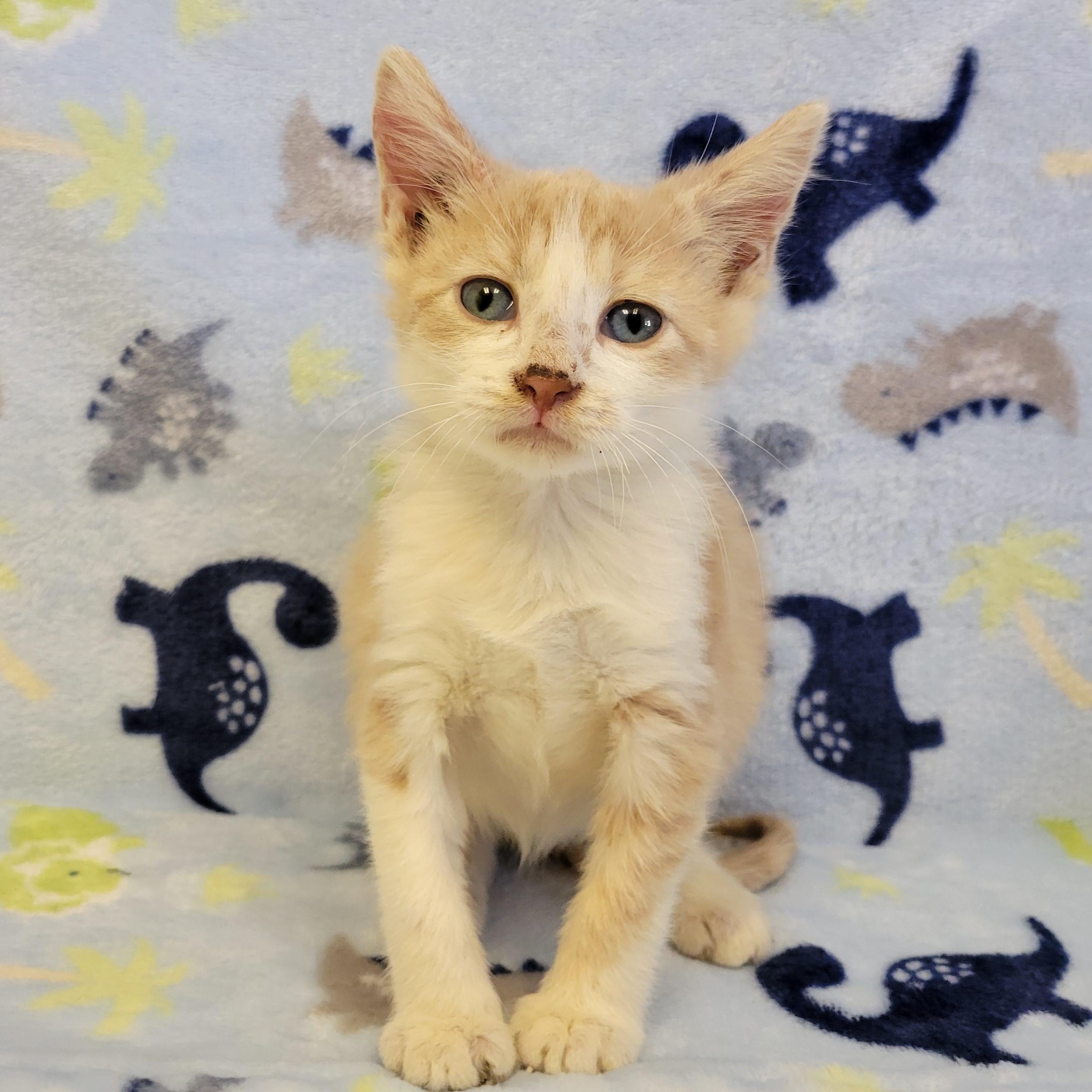 Enlarge Pringles, a ADOPTABLE mixed breed in ALPINE, TX image 4/5
