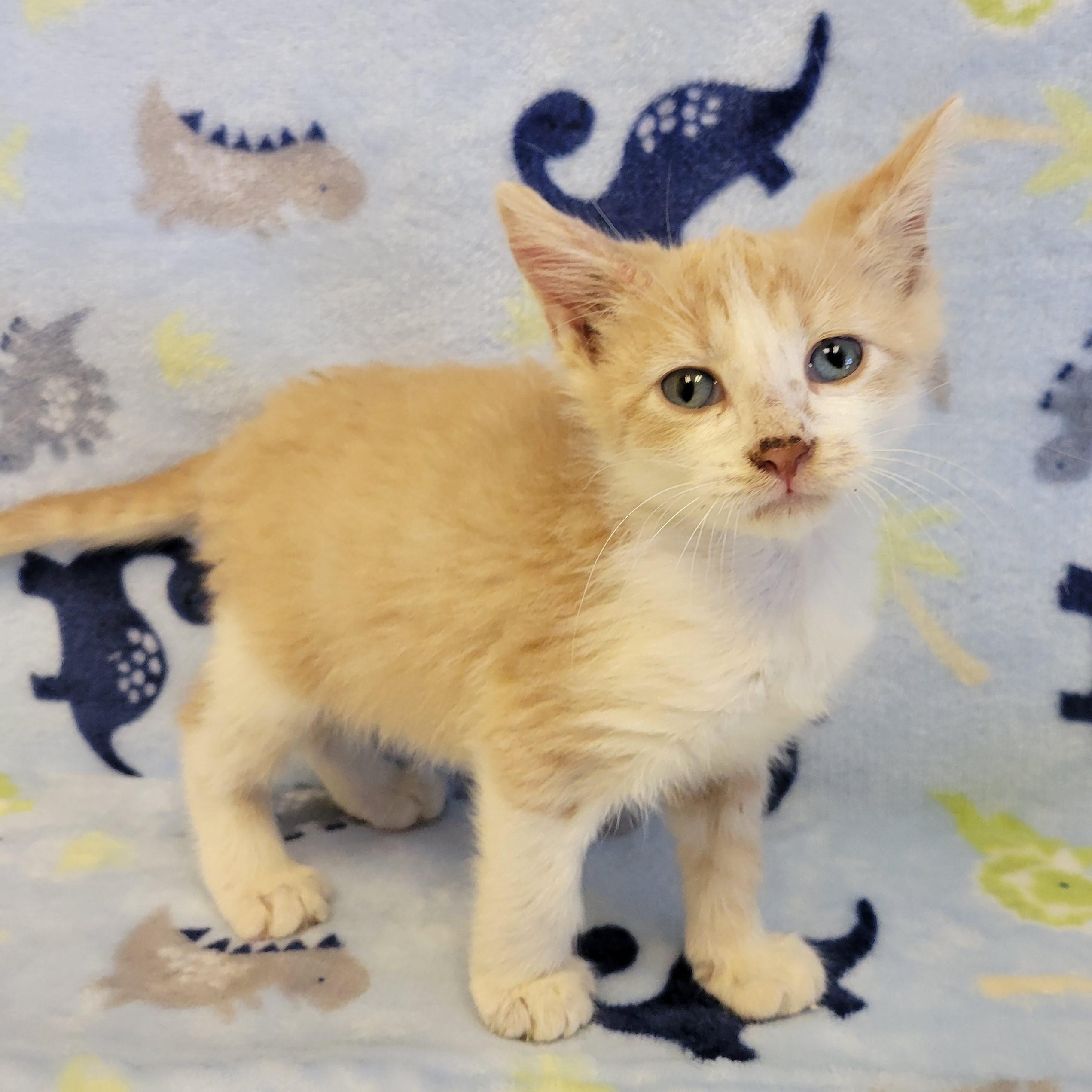 Enlarge Pringles, a ADOPTABLE mixed breed in ALPINE, TX image 1/5