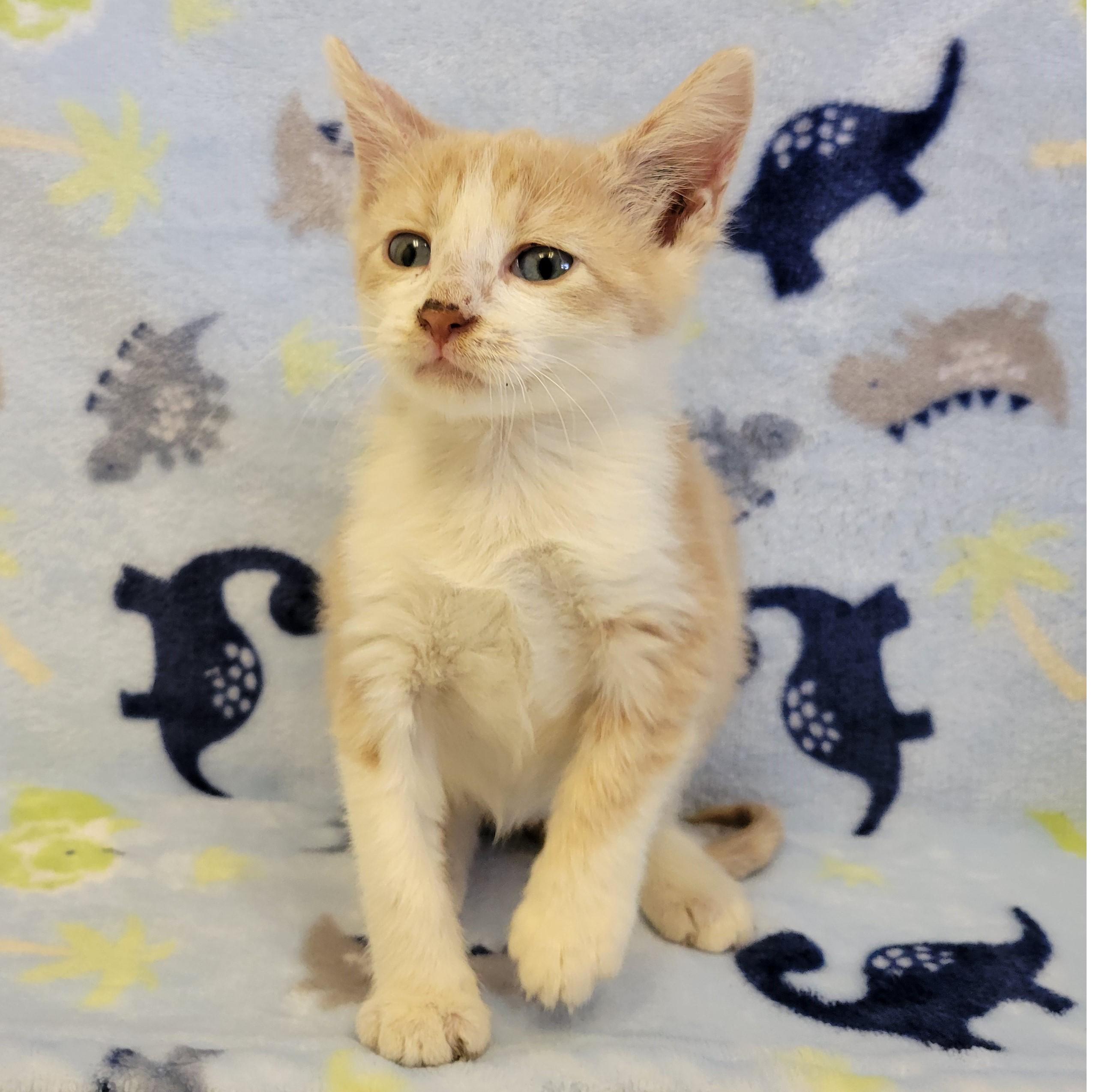 Enlarge Pringles, a ADOPTABLE mixed breed in ALPINE, TX image 2/5