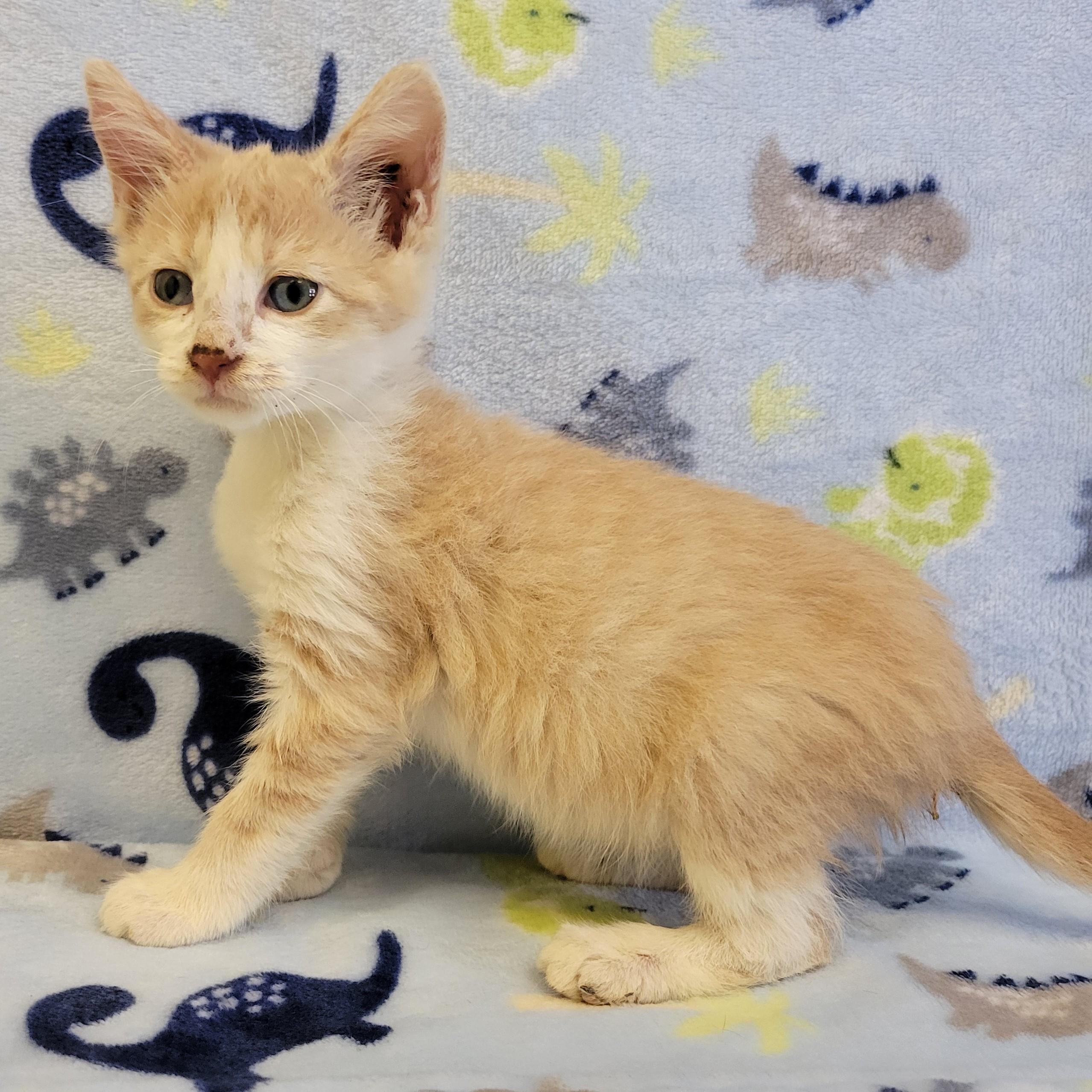 Enlarge Pringles, a ADOPTABLE mixed breed in ALPINE, TX image 3/5