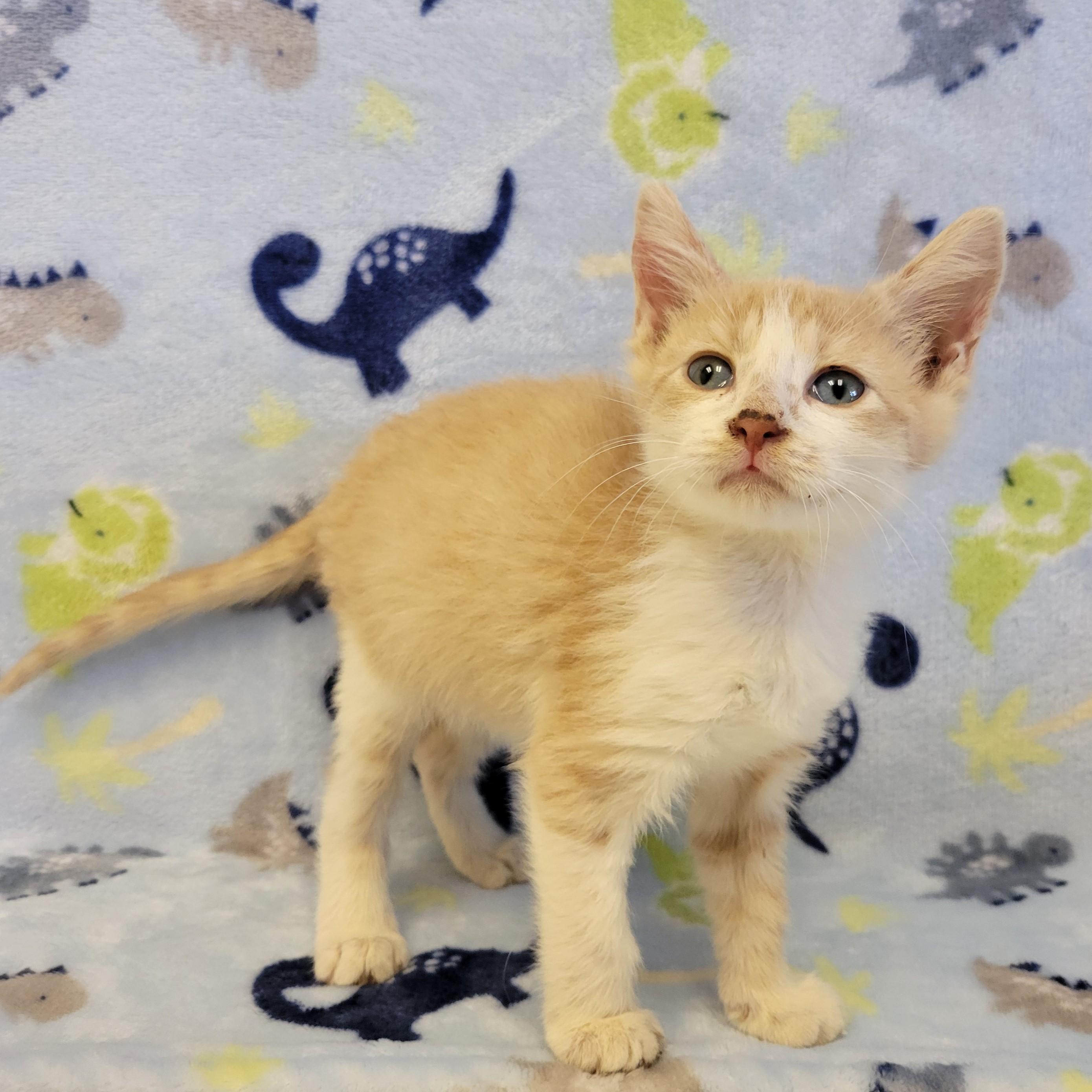 Enlarge Pringles, a ADOPTABLE mixed breed in ALPINE, TX image 5/5