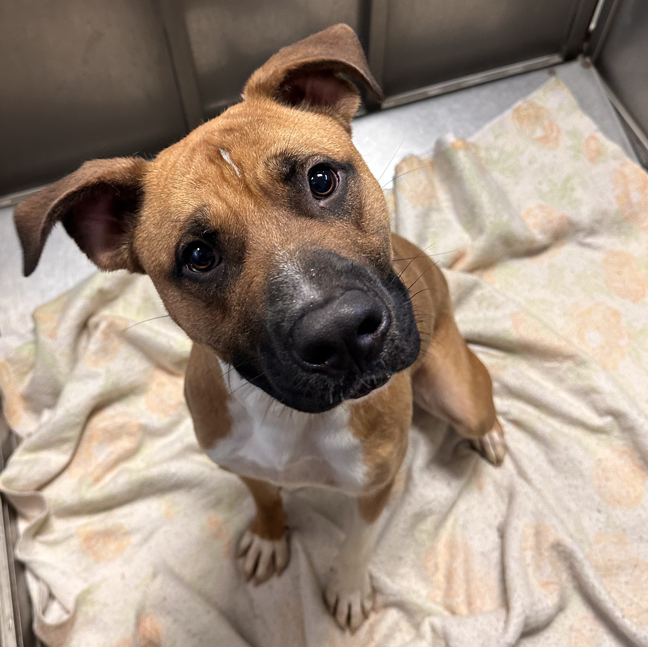 Kearney Animal Shelter - ebhf9iw