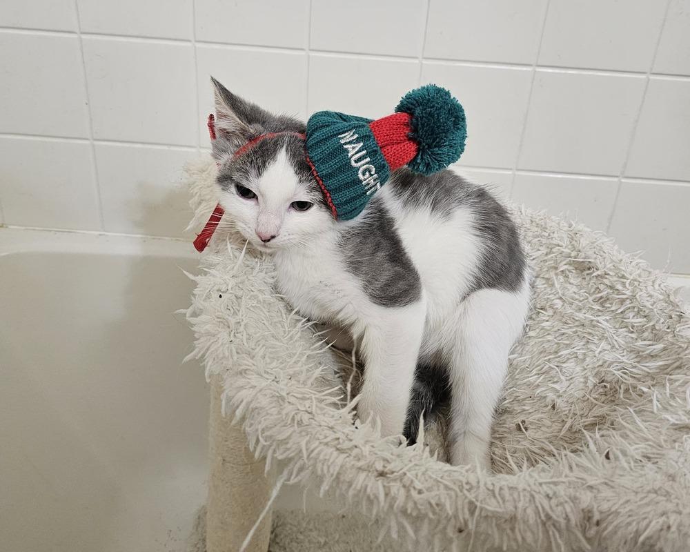 Enlarge Nicholas, a Adoptable Domestic Short Hair in Pittstown, NJ image 2/2