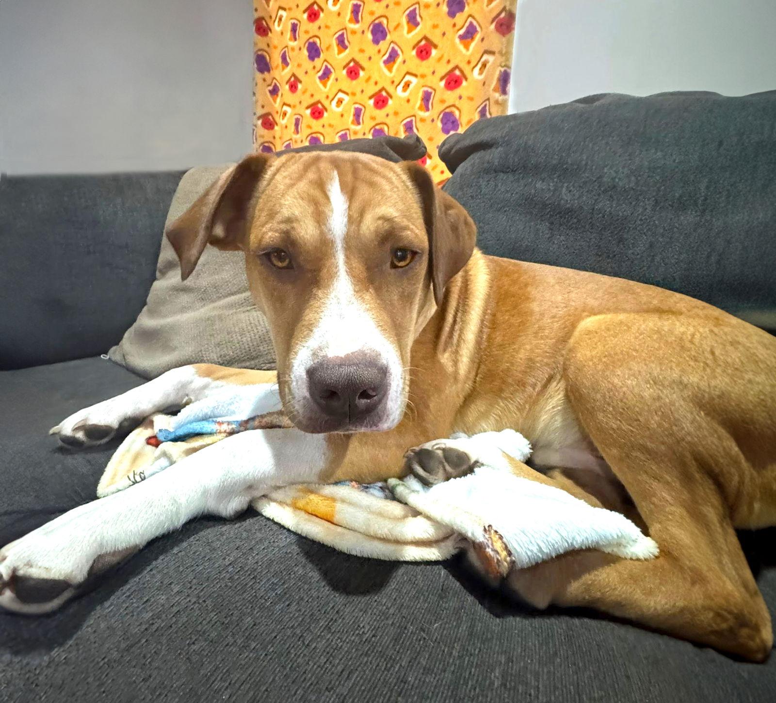 Butter, Adoptable, Young Male Boxer.