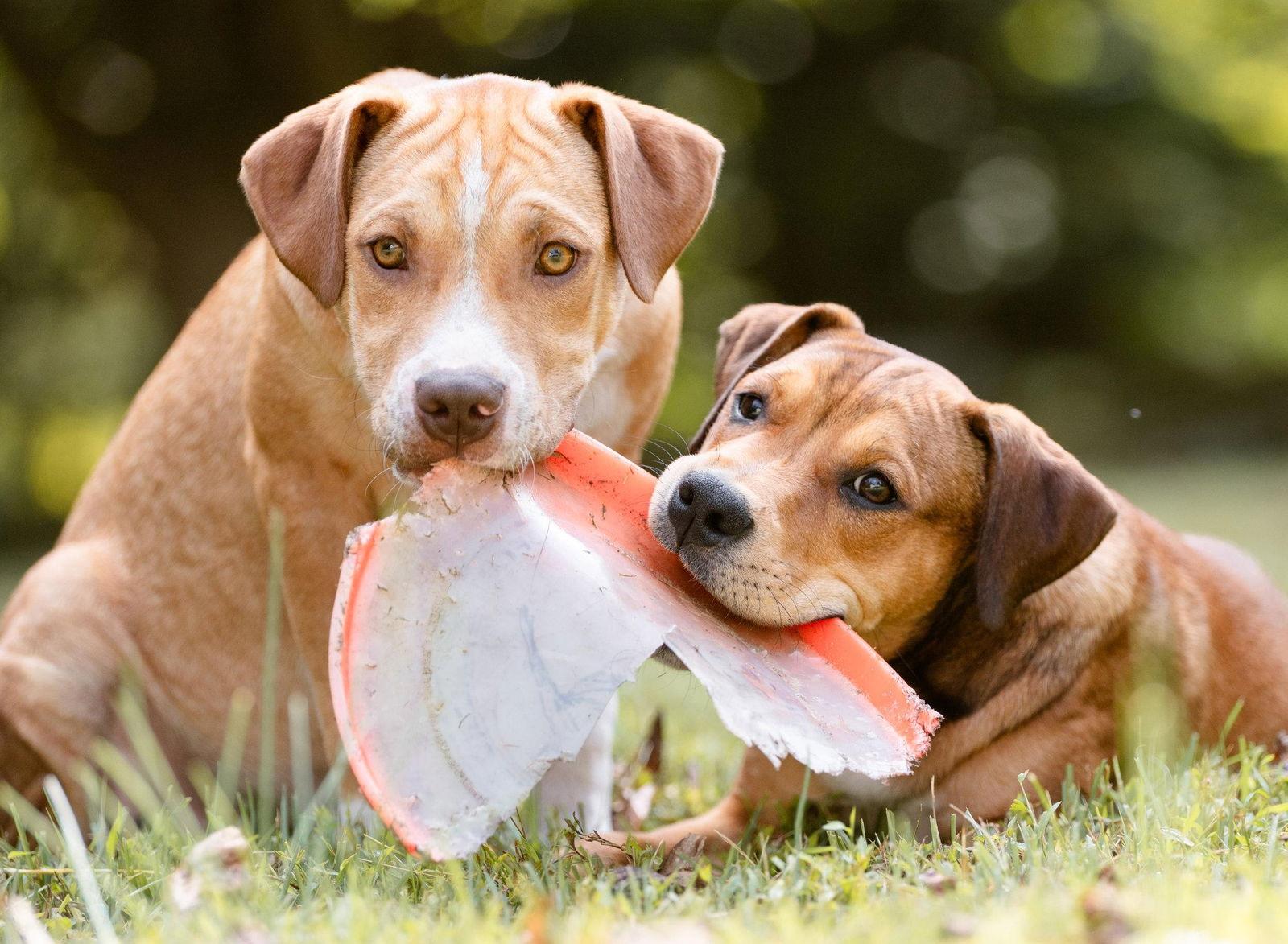 Enlarge Butter, a Adoptable Boxer in Coatesville, PA image 2/3