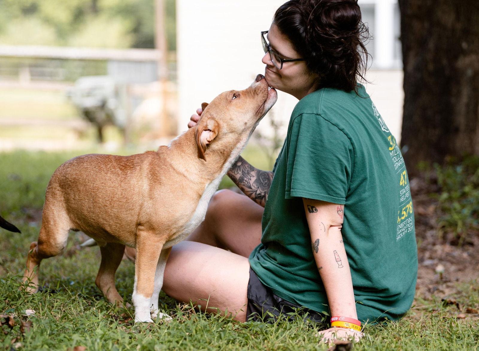 Enlarge Butter, a Adoptable Boxer in Coatesville, PA image 3/3