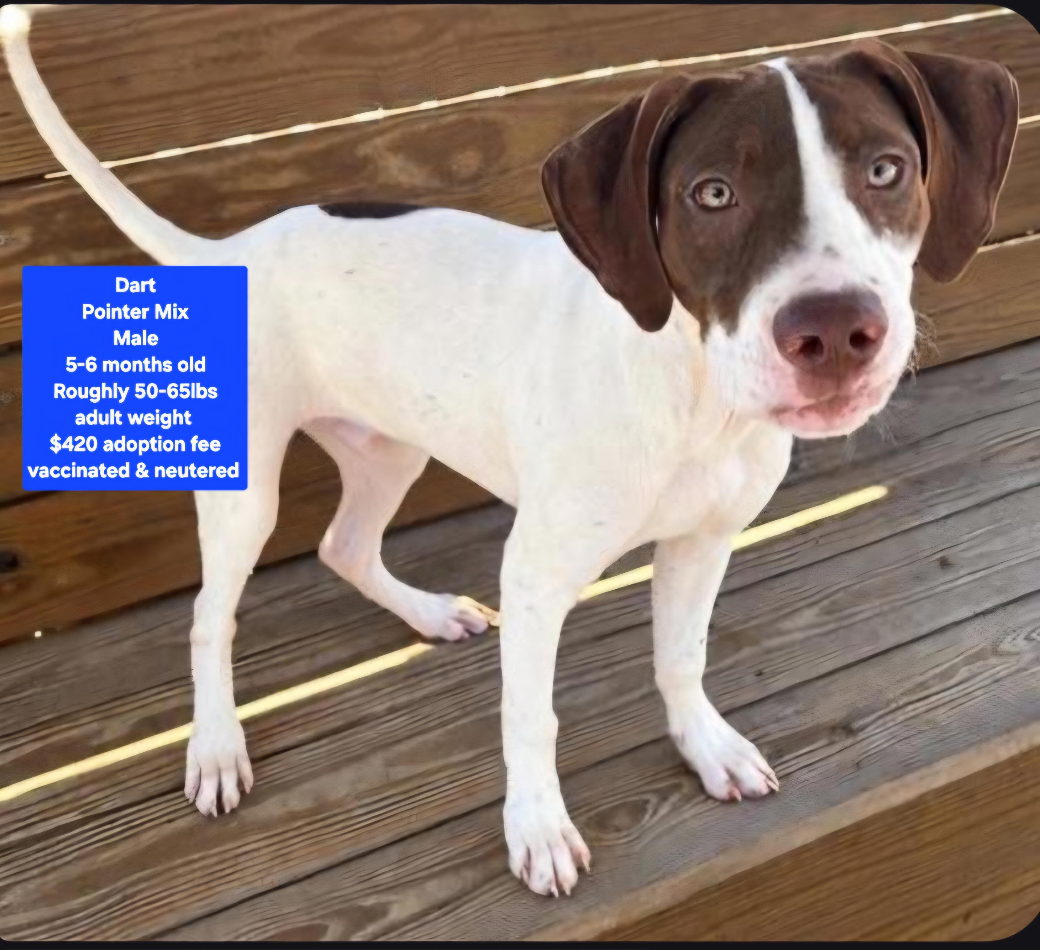 Dart, Adoptable, Young Male Pointer.