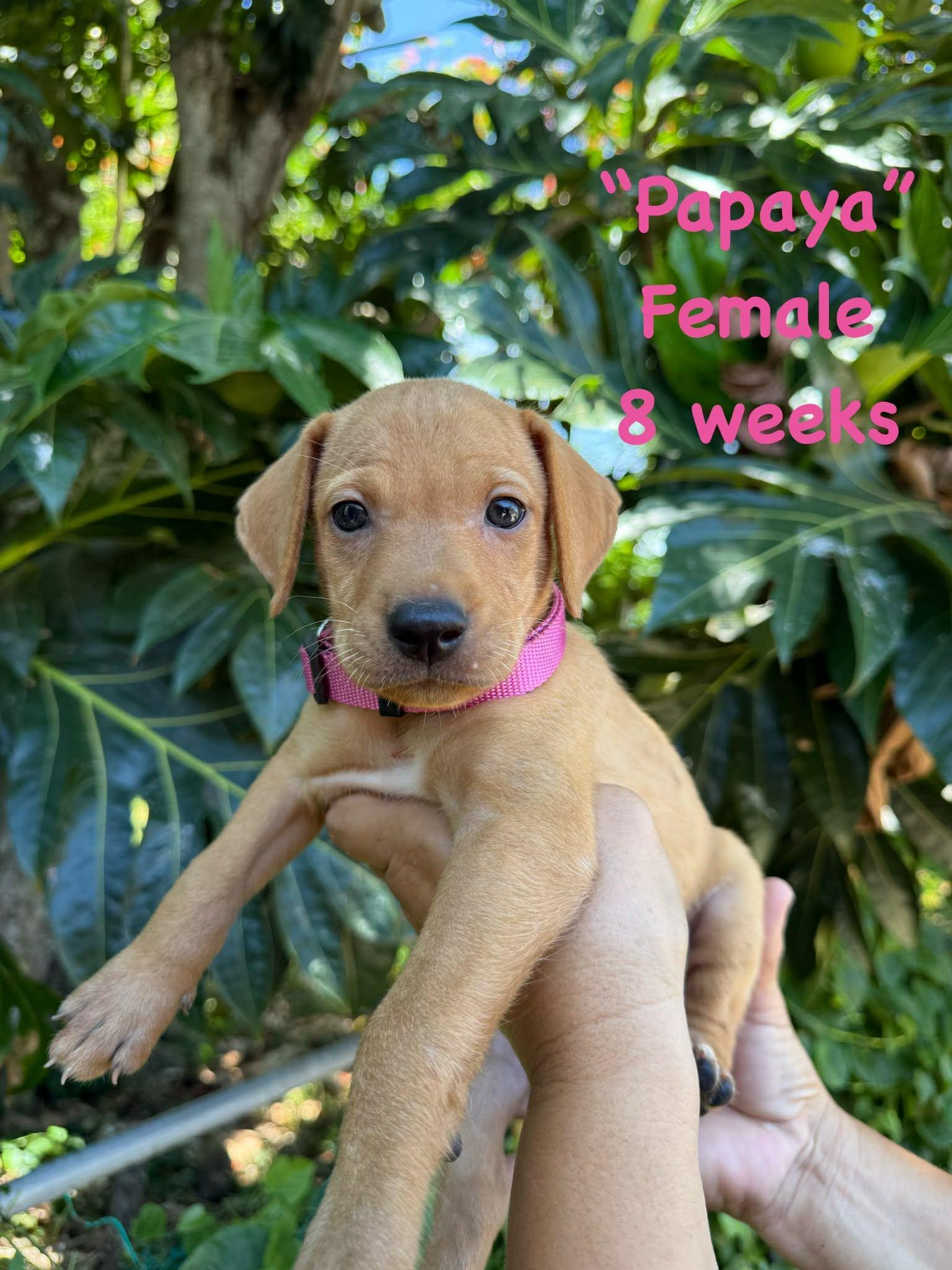 Enlarge Papaya, an adopted mixed breed in Ringwood, NJ image 1/1
