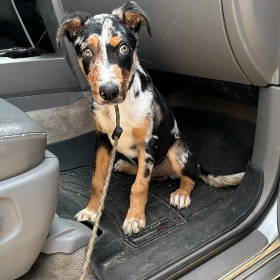 Razzle Dazzle, Adoptable, Puppy Male Australian Cattle Dog / Blue Heeler.