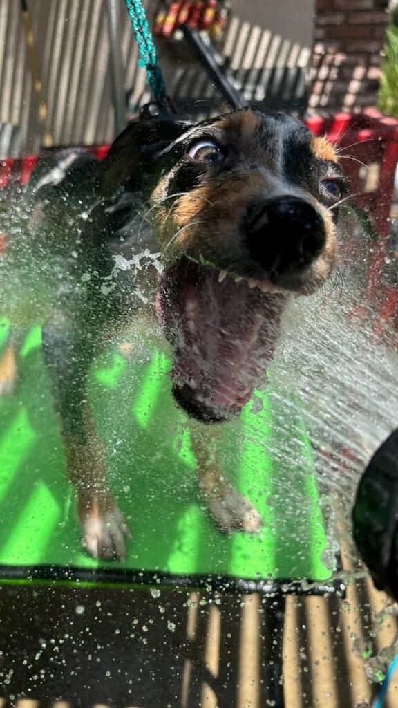 Enlarge Razzle Dazzle, a Adoptable Australian Cattle Dog / Blue Heeler in Greenville, SC image 2/5