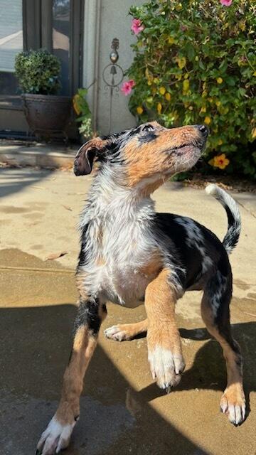 Enlarge Razzle Dazzle, a Adoptable Australian Cattle Dog / Blue Heeler in Greenville, SC image 5/5
