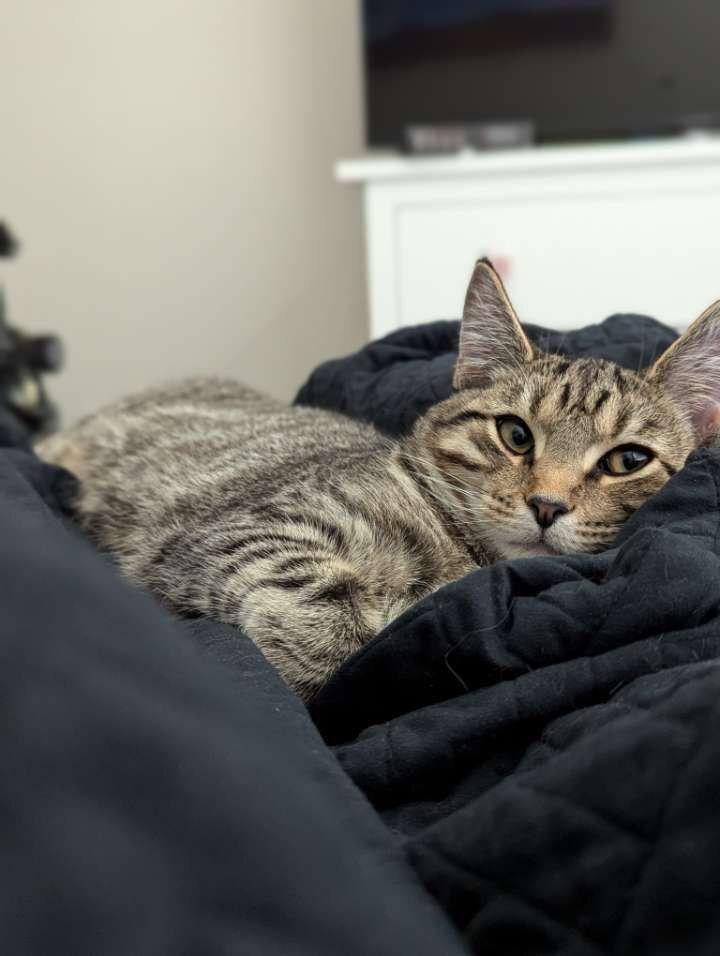 Enlarge Toast, a Adoptable Domestic Short Hair in Orlando, FL image 1/3