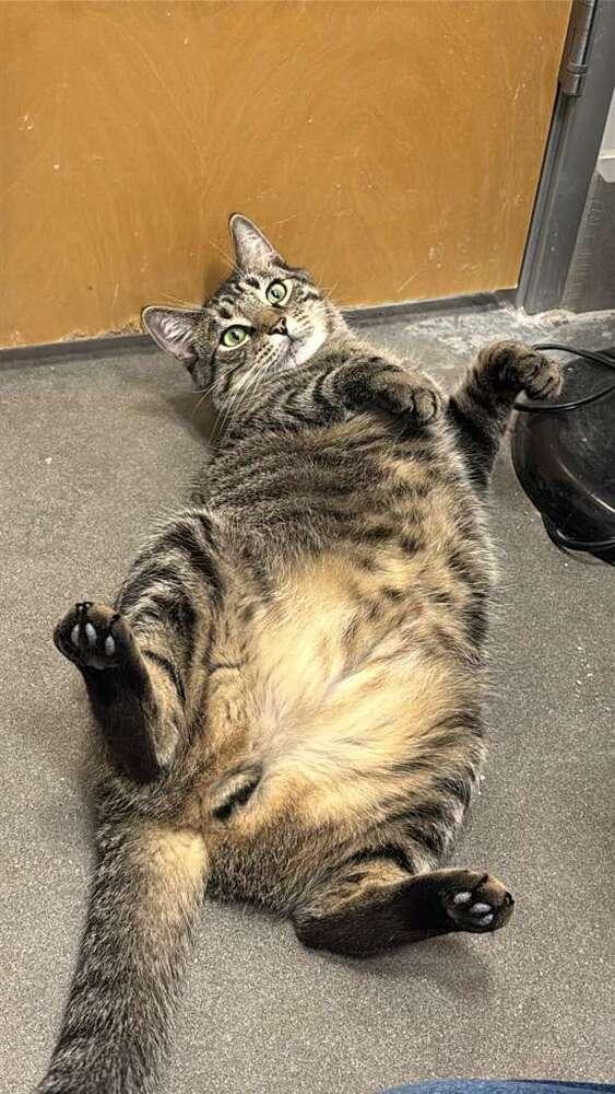 Enlarge Toast, a Adoptable Domestic Short Hair in Orlando, FL image 2/4