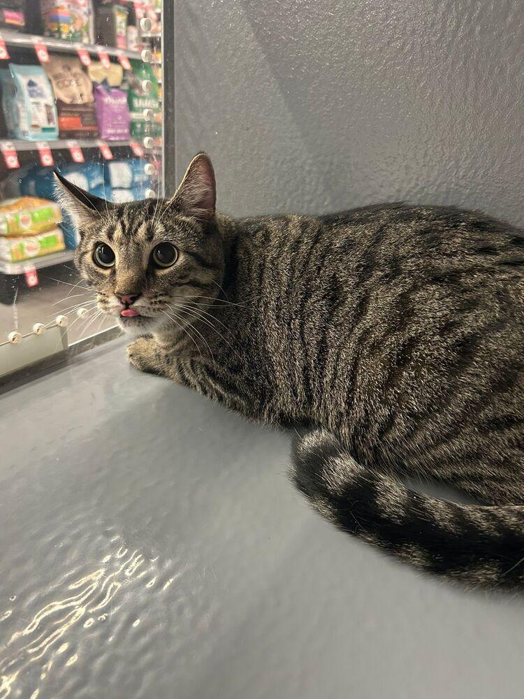 Enlarge Toast, a Adoptable Domestic Short Hair in Orlando, FL image 3/3