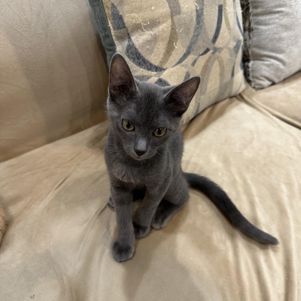 Fred Dyal-ZR, Adoptable, Kitten Male Domestic Short Hair.