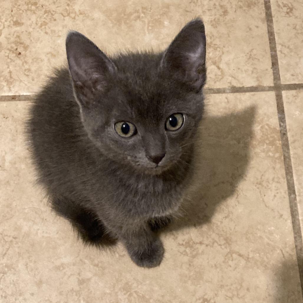 Fred Dyal-ZR, Adoptable, Kitten Male Domestic Short Hair.