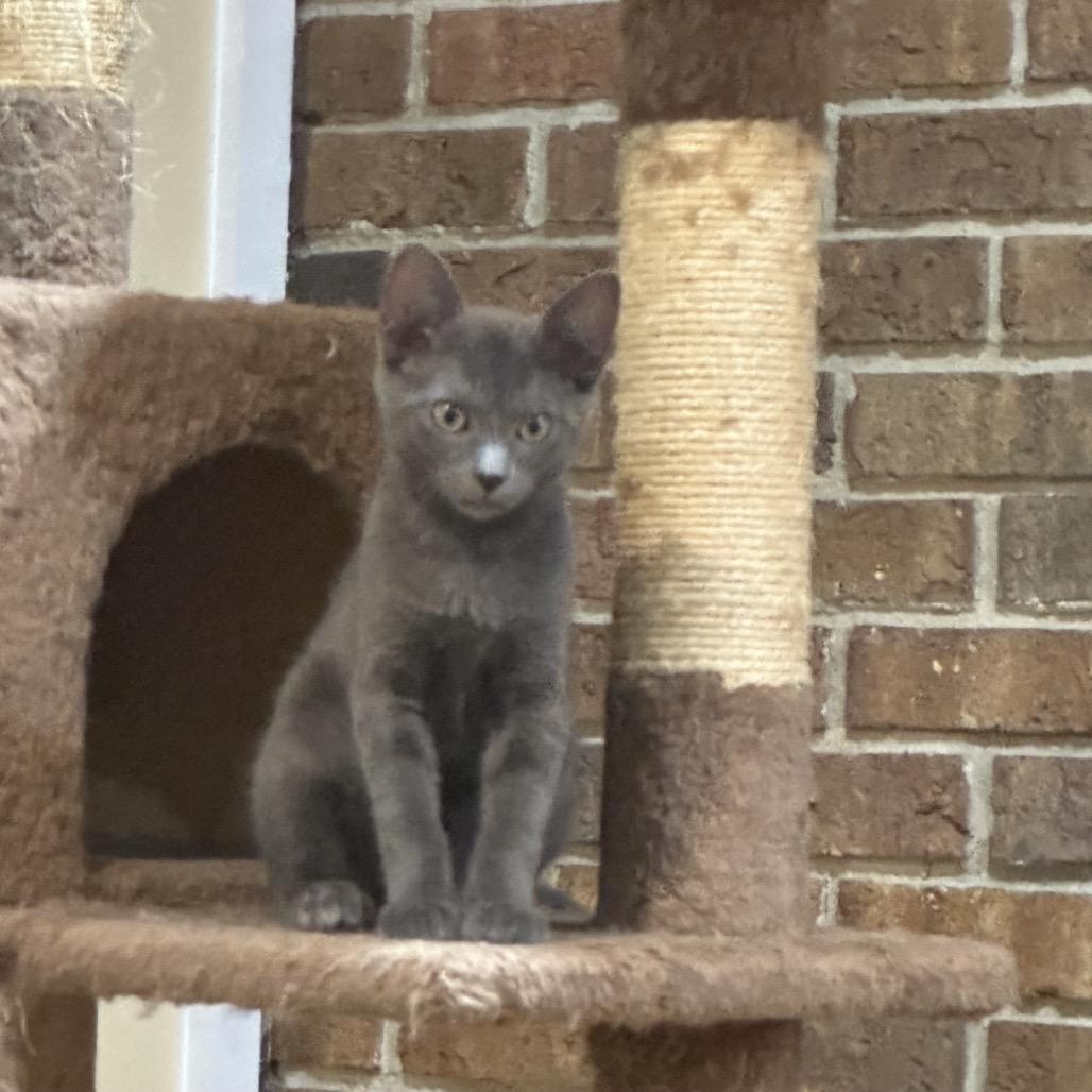 Fred Dyal-ZR, a Adoptable Domestic Short Hair in Tallahassee, FL image 3/3