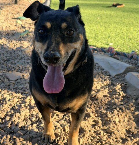 Enlarge Bobo, a Adoptable mixed breed in Henderson, NV image 1/3