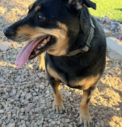 Enlarge Bobo, a Adoptable mixed breed in Henderson, NV image 2/3