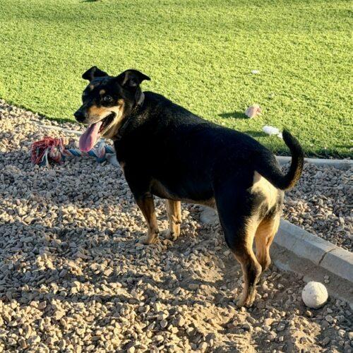 Enlarge Bobo, a Adoptable mixed breed in Henderson, NV image 3/3