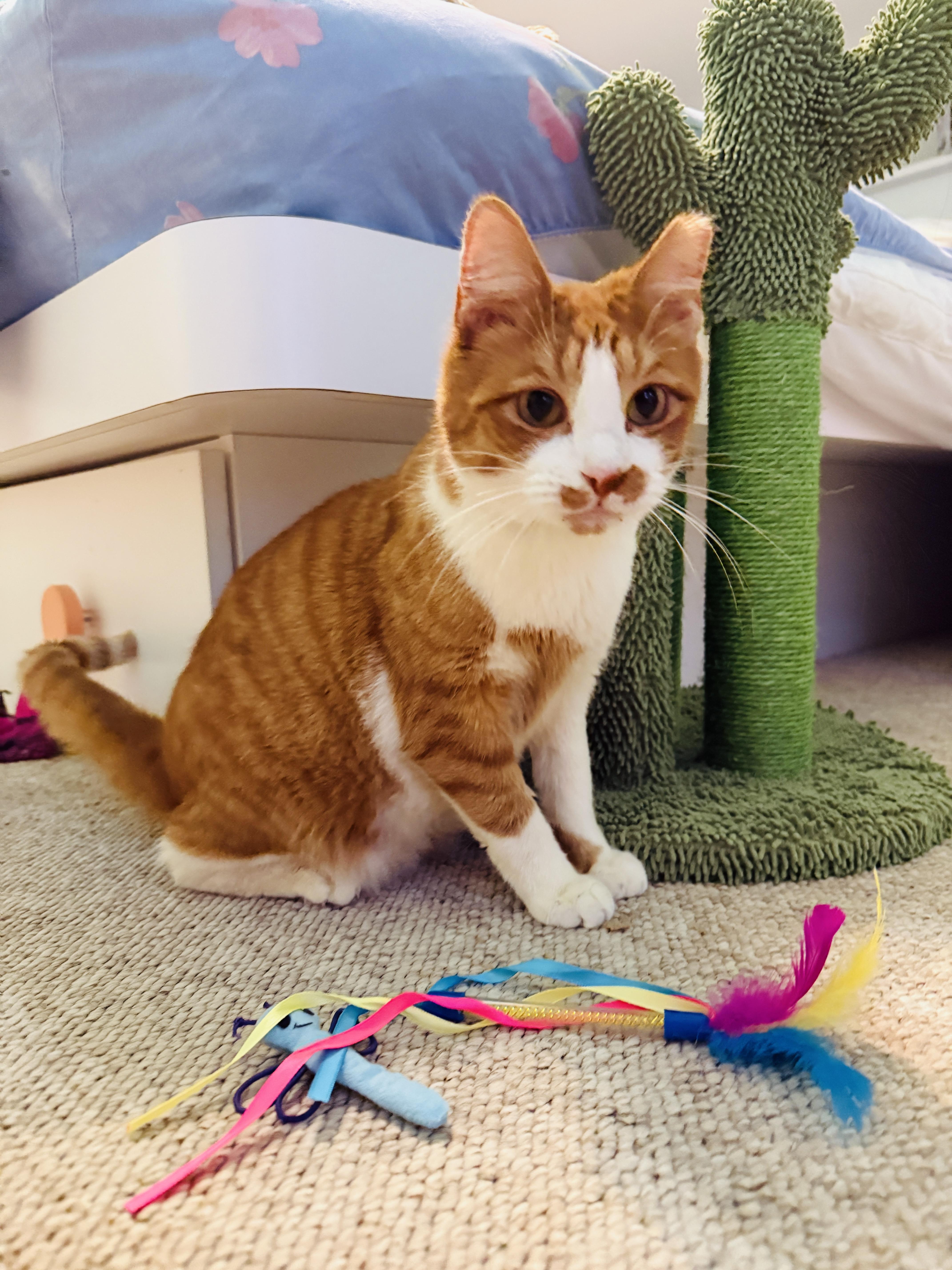 Enlarge Fennec, an adopted mixed breed in Mooresville, NC image 4/6