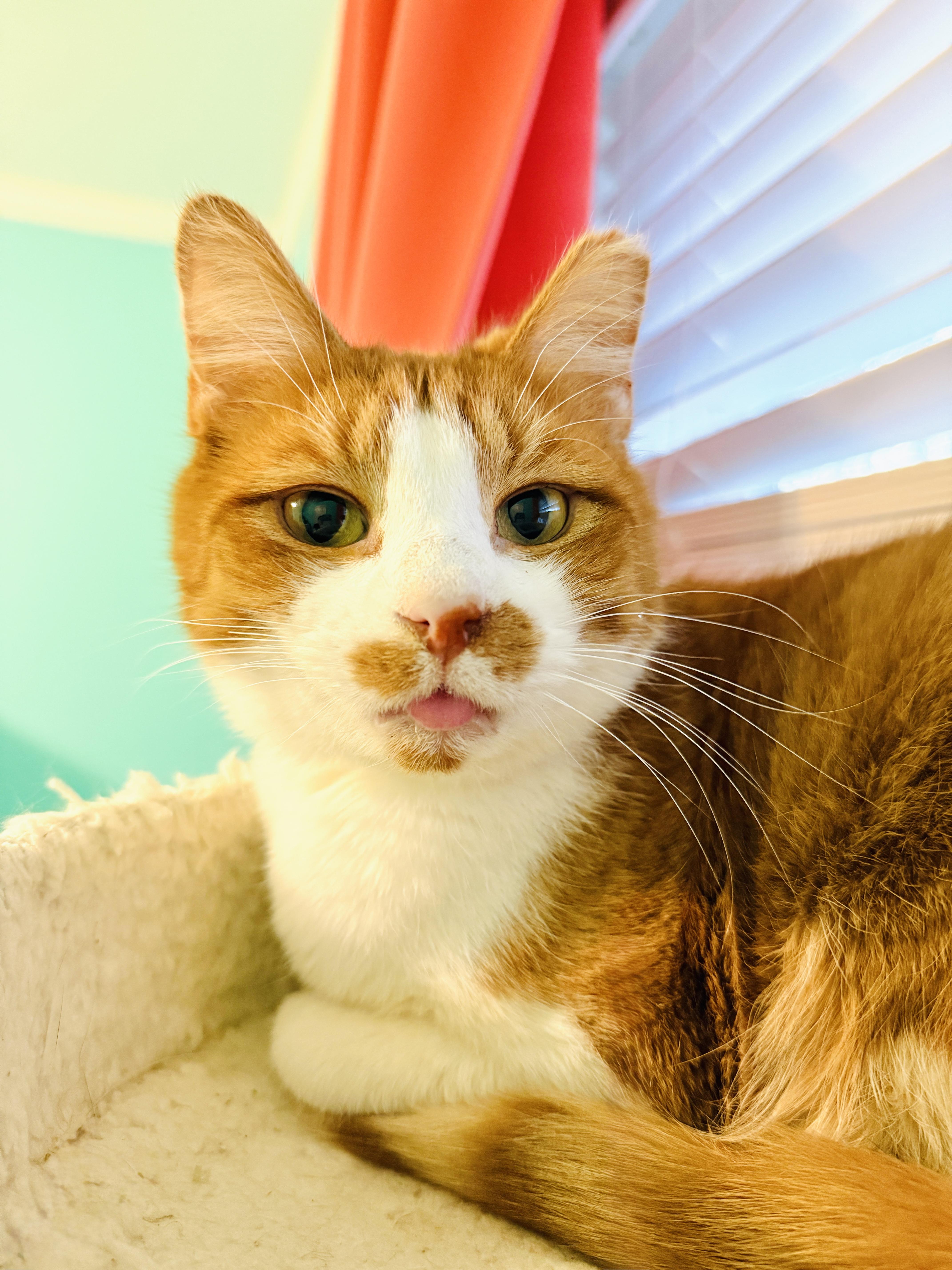 Enlarge Fennec, an adopted mixed breed in Mooresville, NC image 2/6